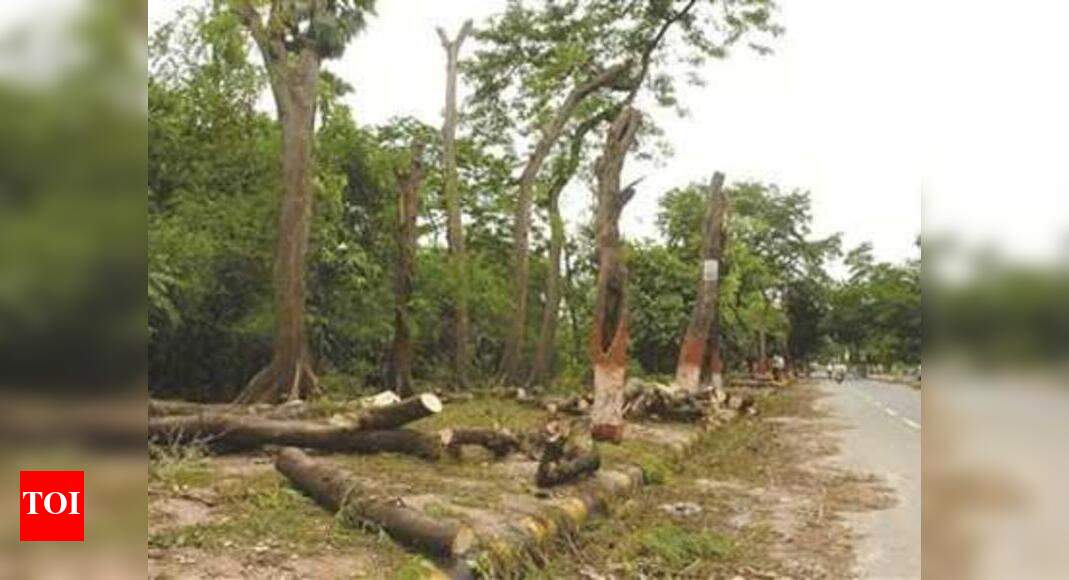 Corporation invites bids for fallen trees | Chennai News - Times of India