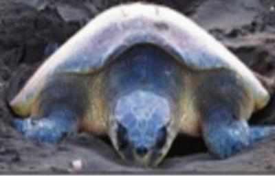 Turtle Conservation Olive Ridleys Give Kerala A Miss Kozhikode News Times Of India
