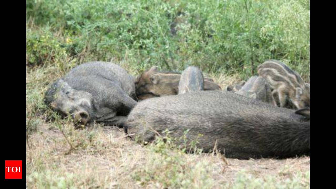 Govt to allow wild boar culling in Tamil Nadu | Chennai News - Times of  India