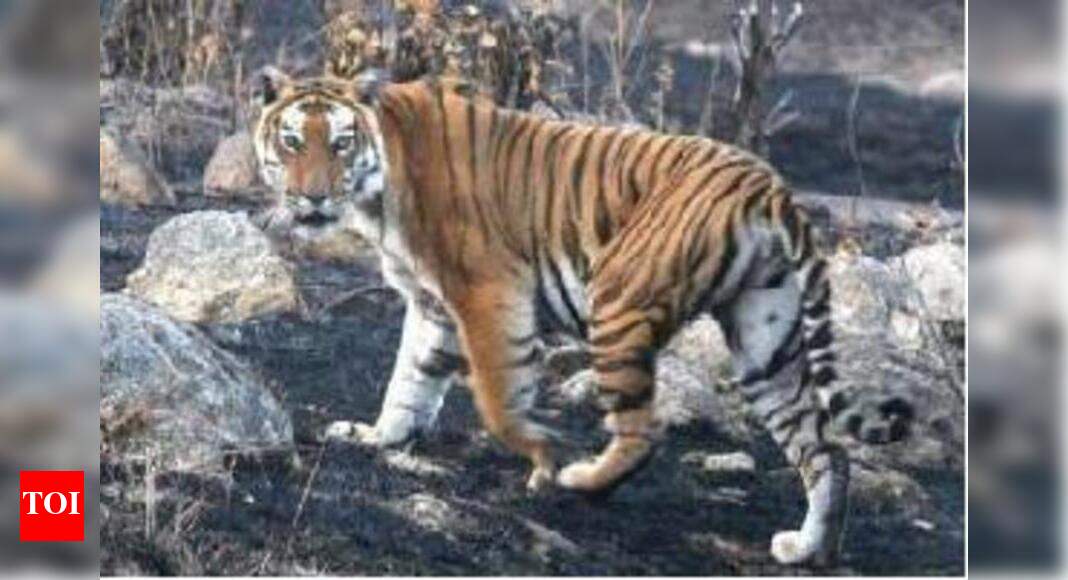 5 Pilibhit Tiger Reserve Foresters Get Notice Over Tree Fellings Bareilly News Times Of India