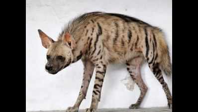 Balipatna villagers kill hyena