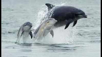 Tourists flock to see Rushikulya dolphins