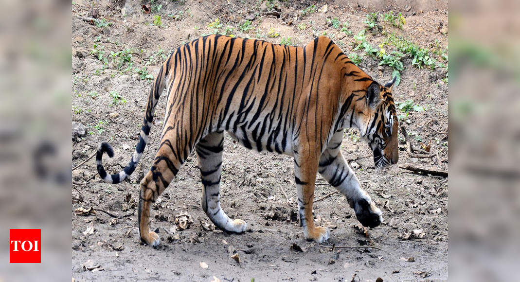 On MLA’s request, Amravati collector orders road in tiger reserve open ...