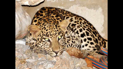 Rescued leopard set free in Aravalli forest