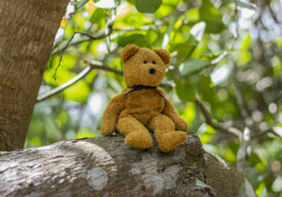 The teddy on the tree