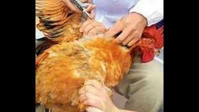 Activists seek bird flu scan at Sultanpur