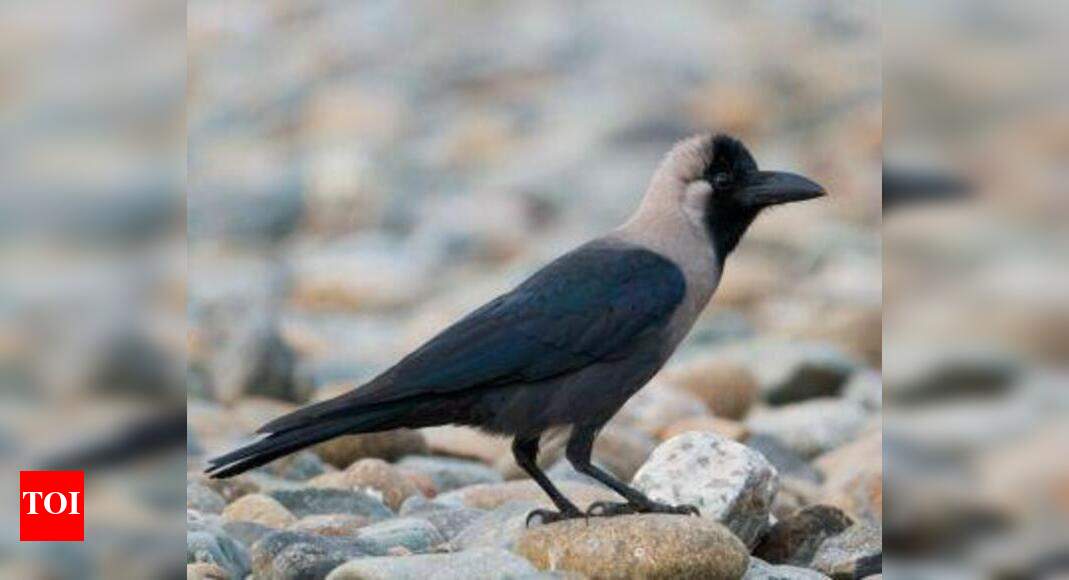 Seven crows found dead in Katargam | Surat News - Times of India