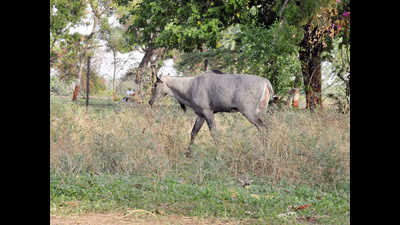 Forest department delays treatment of injured nilgai