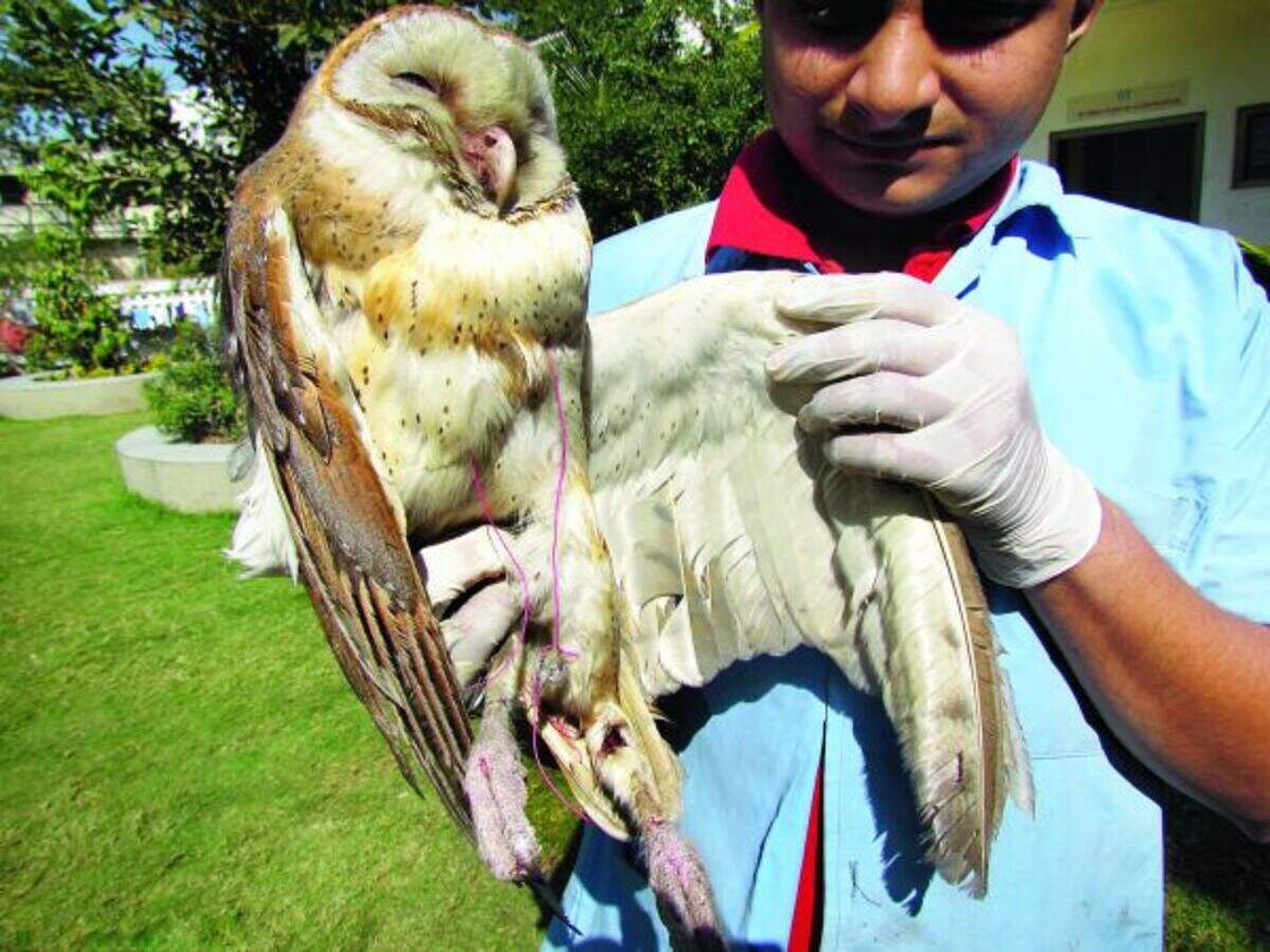 Giving Birds A Helping Hand This Uttarayan Ahmedabad News Times Of India