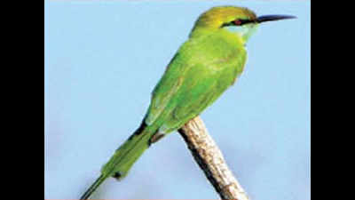 Tree lovers go bird watching at Sukhna