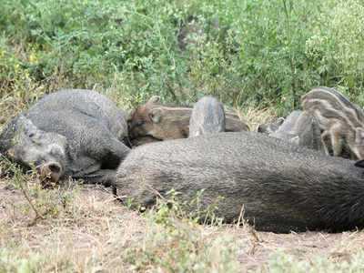 Four wild boars poisoned in Melghat | Nagpur News - Times of India