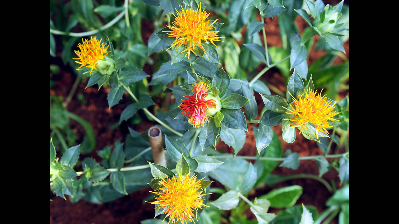 Kesar Plant In India