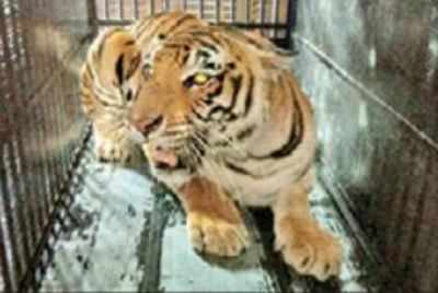 Tigers by train: Thiruvananthapuram zoo big cats travel to Nagaland ...