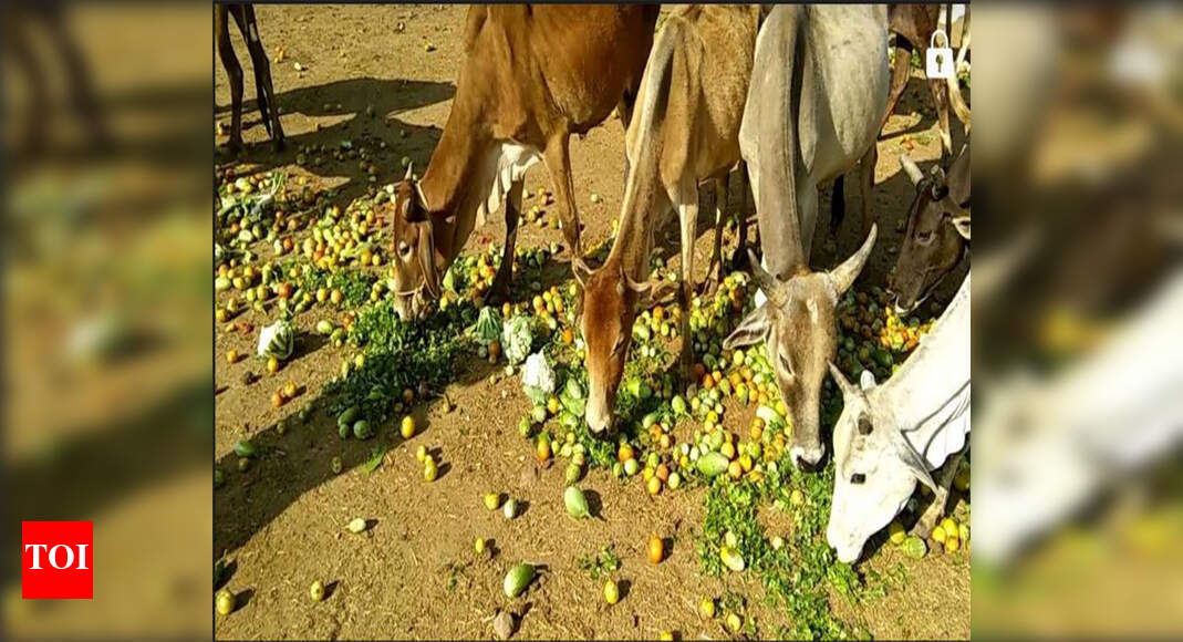 Cashless Farmers Poor returns force cashless farmers to destroy crops