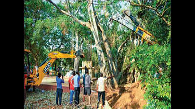 Residents replant banyan tree uprooted by cyclone Vardah