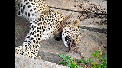 Leopard dies in snare, another found dead