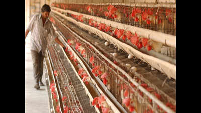 Valsad stops import of poultry products from other states