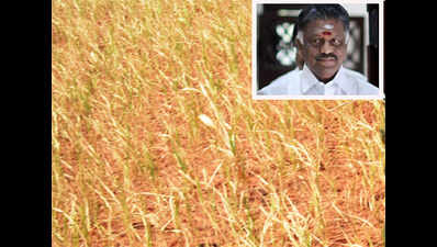 TN CM O Panneerselvam declares Tamil Nadu drought-hit