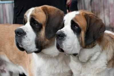 No dog breeding without registration, says Centre