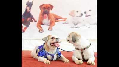 All puppies to be sold with microchips