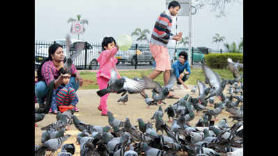 Hyderabad takes note of hazards posed by pigeons, puts them on notice