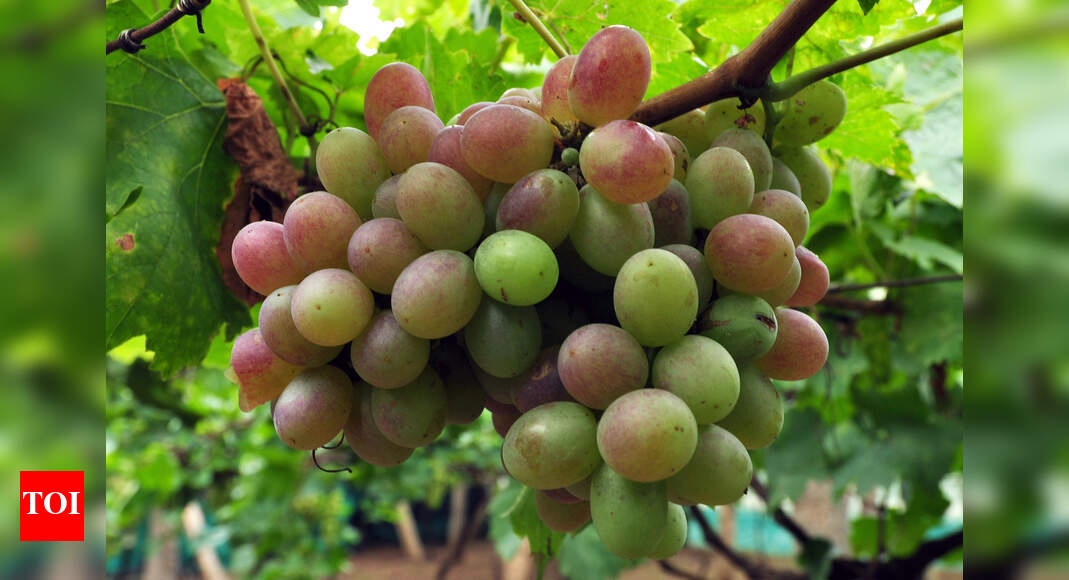 Grape Production Grape production in Nashik district likely to be hit by 15 this season