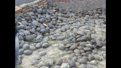 Live turtles weighing 4000 kg seized in Amethi; Poachers arrested