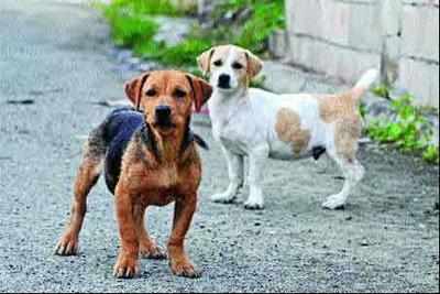 Government issues draft rules to regulate dog-breeding business