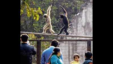 After 3 months, zoo’s buzzing again