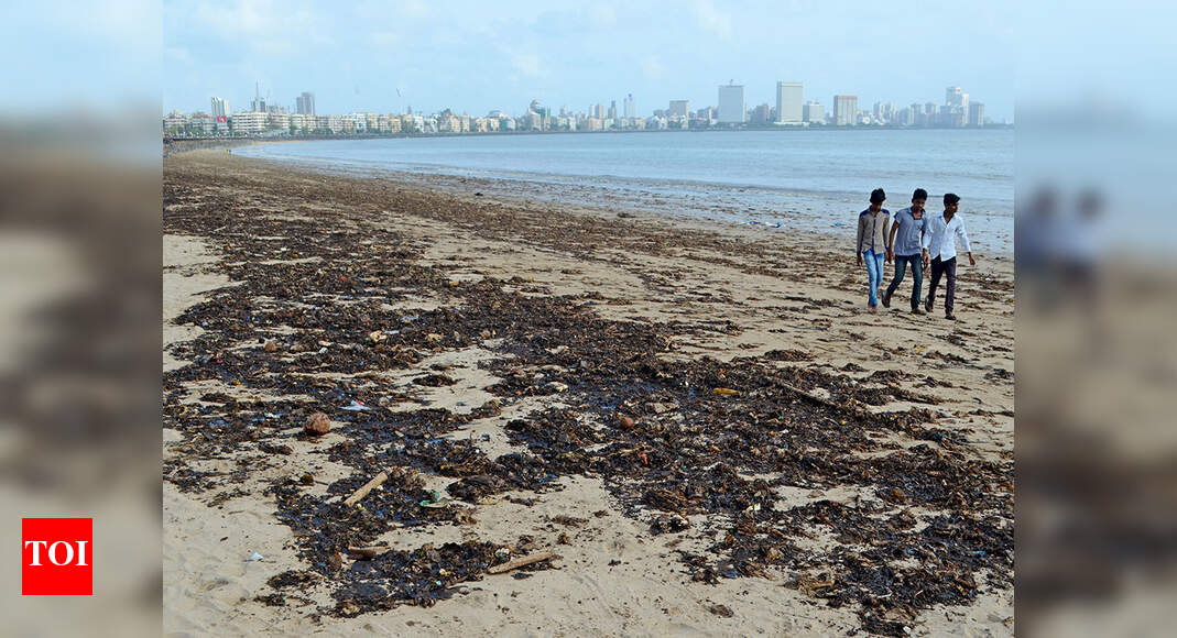 Garbage At Coast: Coastline cleared of most garbage: Drishti | Goa News ...