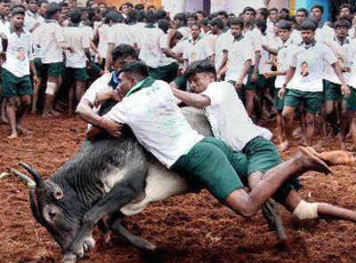 Supreme Court turns down plea seeking urgent hearing on Jallikattu