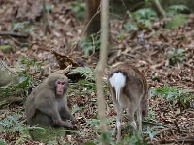Sexual relations between a monkey and a deer?