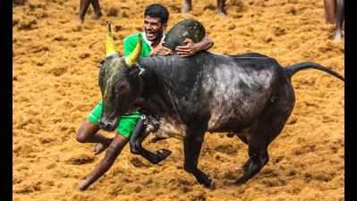Has ever a bull been killed during jallikattu, asks Tamil film director Bharathiraja