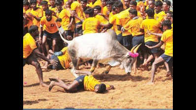 Protest for Jallikattu intensifies as Pongal festival begins in Tamil Nadu