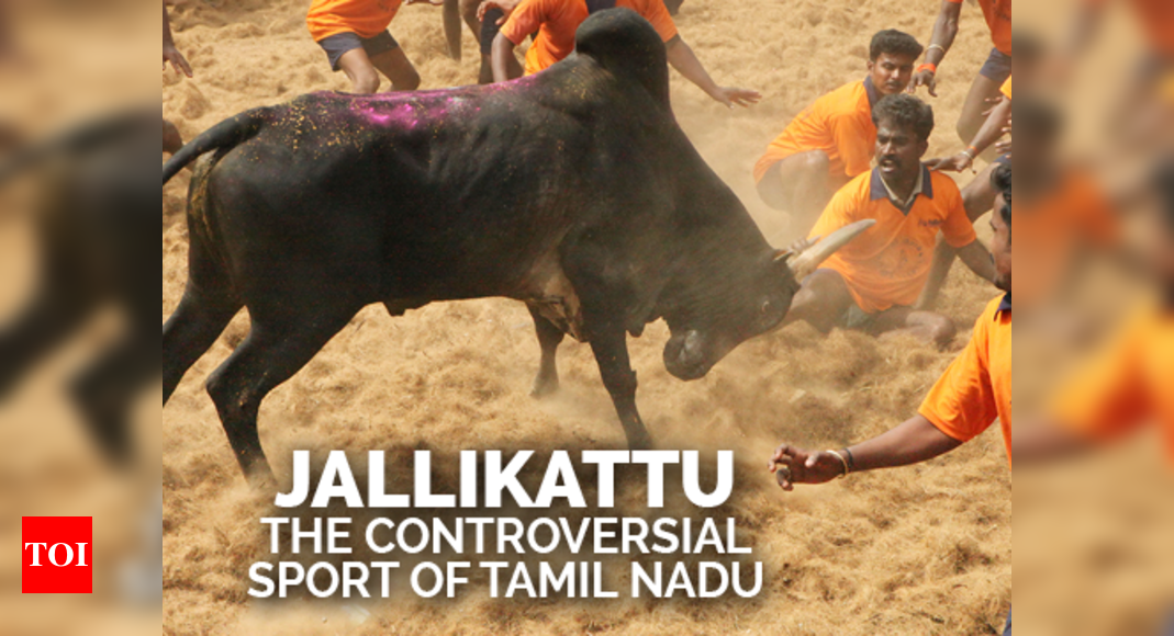 essay about jallikattu in english