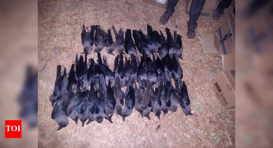 43 crows found dead in Ukai | Surat News - Times of India