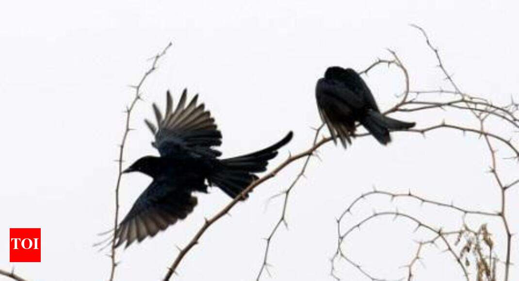 Vet helps African love bird lay egg Thane News Times of India