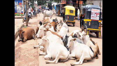 Cow slaughter rumour sparks tension