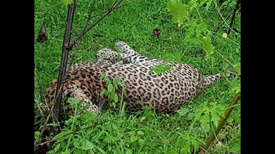 Two leopards killed to avenge dog’s death in Nagpur