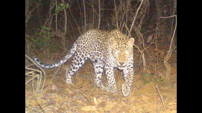 Foresters release trapped Koka leopard at Chaprala