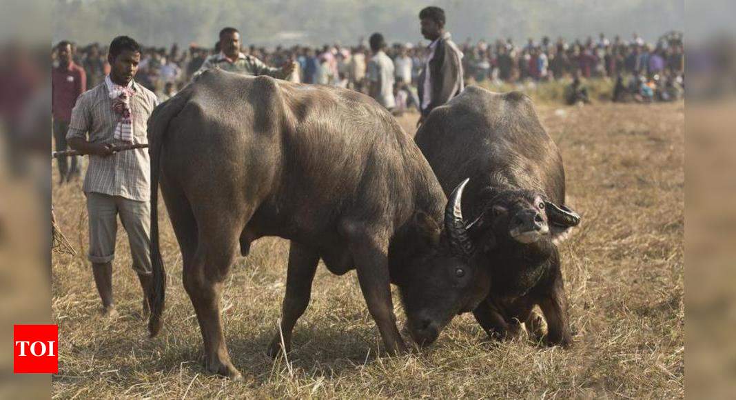 buffalo fights: Buffalo fights Magh Bihu Supreme Court ban | Guwahati News - Times of