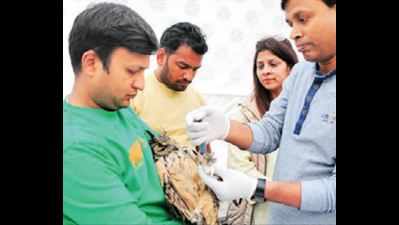 Victims of kite-related accidents keep Jaipur doctors busy
