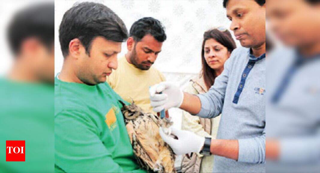 Victims of kite-related accidents keep Jaipur doctors busy | Jaipur ...
