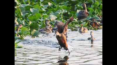 Migratory bird census begins at Hirakud dam