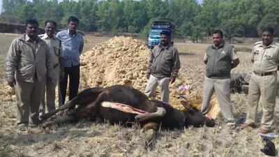 Pregnant bison mowed down in Khanapur taluk