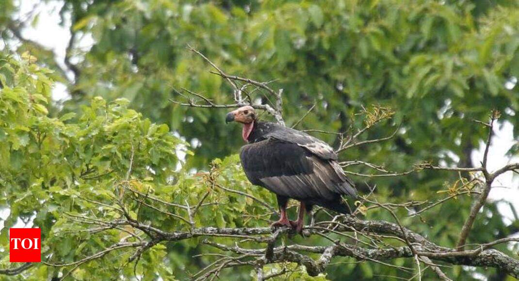 conservation of vultures ‘Poisoned’ carcasses kill Wayanad vultures