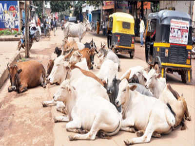 Cows inhale, exhale oxygen, says Rajasthan education minister Vasudev Devnani