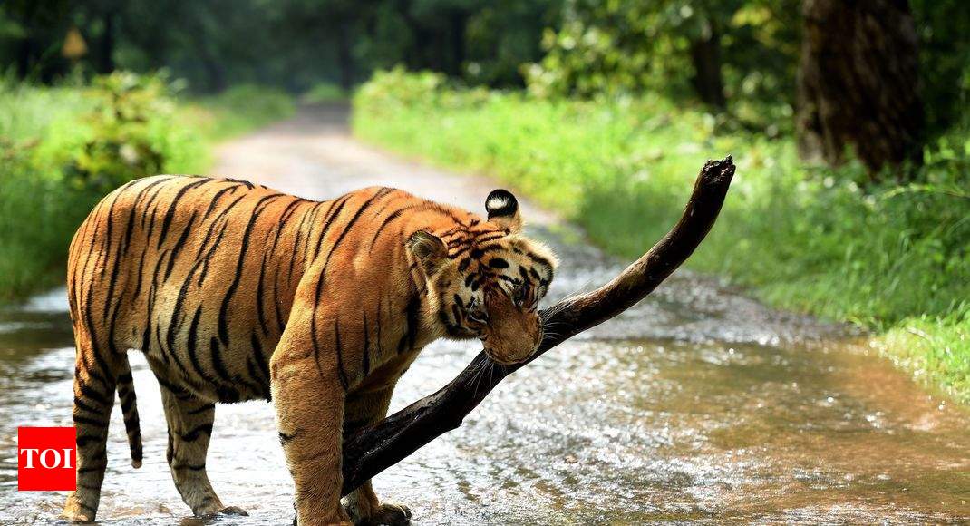 Tiger grabbed lion's national animal status | Ahmedabad News - Times of  India