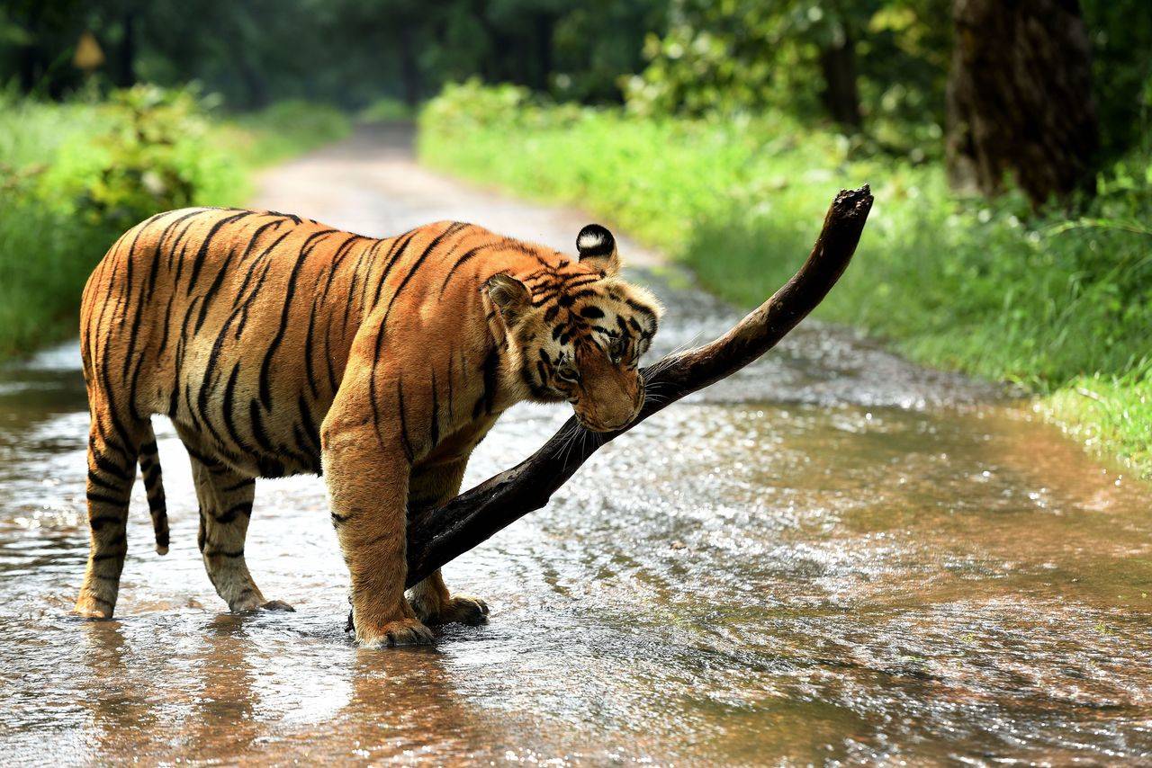 Tiger grabbed lion's national animal status | Ahmedabad News - Times of  India