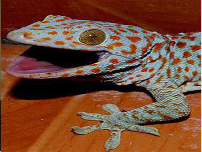 Geckos used in 'space study' fetch astronomical prices